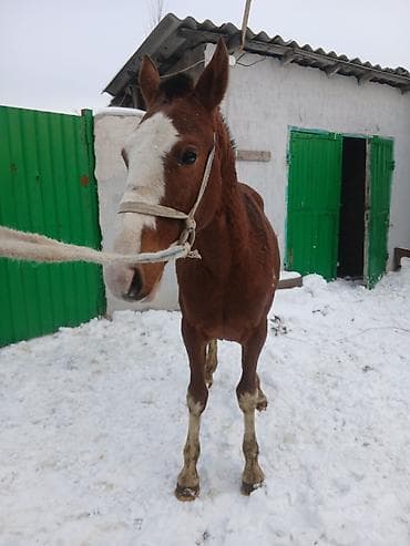 тооктор манас: Сатам | Тай | Аргын | Көбөйтүү үчүн — 5