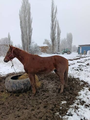 Продаю | Жеребец | Полукровка | Конный спорт | Племенные