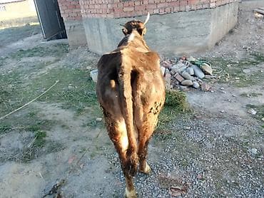 уй карова: Продаю | Корова (самка) | Для молока — 2