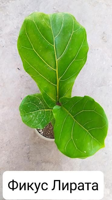 теплицы петуньи: Срочно продаю цветы — 5