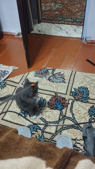 бенгальская кошка фото цена: Кошка даром: Беспородная, 4 месяца, Девочка, Приучена к лотку, Проглистована — 6