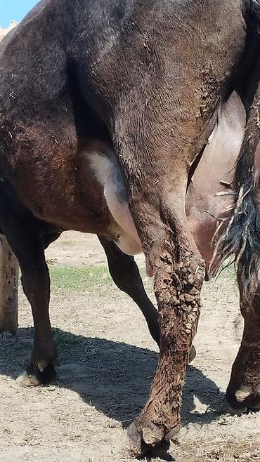 матки пчел: Продаю | Корова (самка) | Алатауская | Для молока | После отела — 4