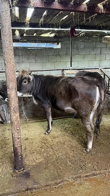 кассавый ящик: Продаю | Тёлка | На откорм | Племенные — 8