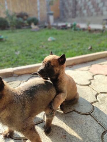 купить щенка чихуахуа: 25.10.25 документамиЩенки породы, бельгийскую овчарку (малинуа) - — 8