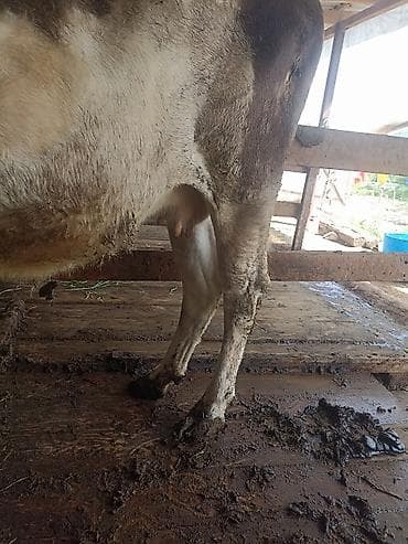 кукуруза качан: Продаю | Корова (самка) | Для разведения | Привязанные — 4