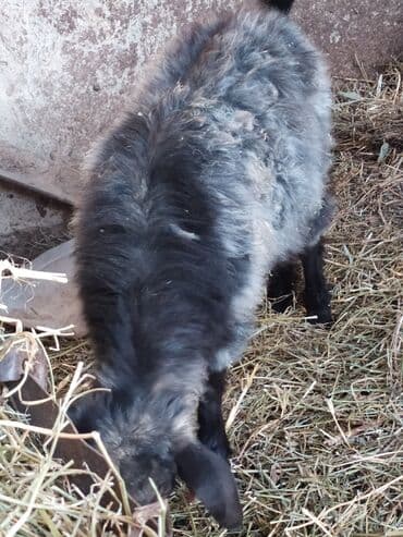 козу сатам: Сатам | Улак | Көбөйтүү үчүн — 4