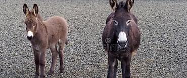 турбо ишак купить: Домашние ослы – пара: взрослое животное и жеребёнок. Описание: - — 1