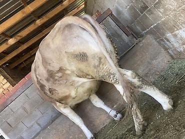 сиамская ориентальная кошка: Продаю | Корова (самка) | Для разведения, Для молока | Привязанные — 4