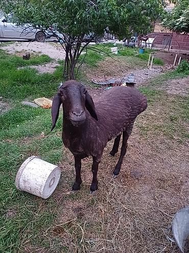 Продаю | Баран (самец) | Эдильбаевская | Для разведения | Племенные — 3