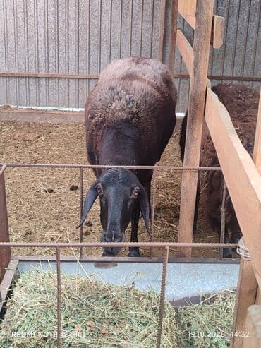 продажа кормов для сельскохозяйственных животных: Продаю | Овца (самка) | Арашан | Для разведения | Племенные, Котные, Осеменитель — 10