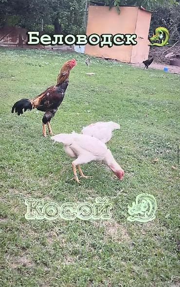 токмок собаки: Сатам | Тооктор | Тебиштирүүчү | Көбөйтүү үчүн — 5
