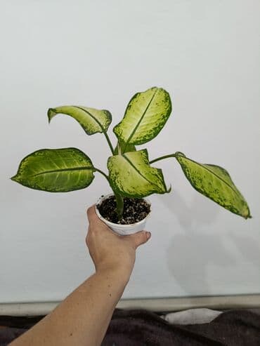 Диффенбахтар: Продаются комнатные цветы. Токмок — 20