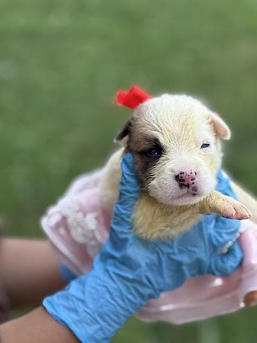 собака домик: СРОЧНО ИЩЕМ ДОМ ДЛЯ ЩЕНКОВ 🐾 Этих малышей выбросили в завязанном — 8