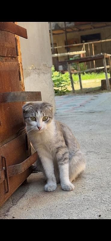 кошка шотландская: Скотиш Фолд (Шотландская вислоухая), 8 месяцев, Мальчик, Серый, Приучена к лотку, Проглистована, С прививками — 2