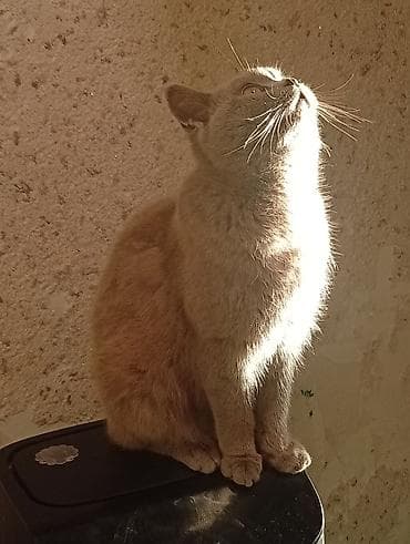 бобтейл кошка: 2кота на вязку 1 голубой цвет 1 лиловый Шатландские г Ош — 2