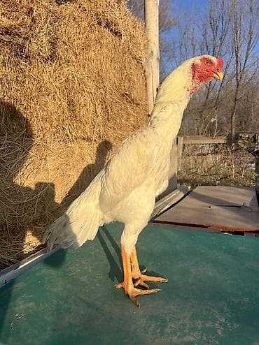 Собаки: Продаю | Петух | Для разведения — 3