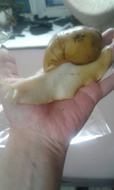 Грызуны: Ахатины .разного возраста .Проглистованы.Здоровые.Активные. Есть4 — 3