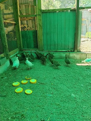 Продаю подростков охотничьего фазана — 3