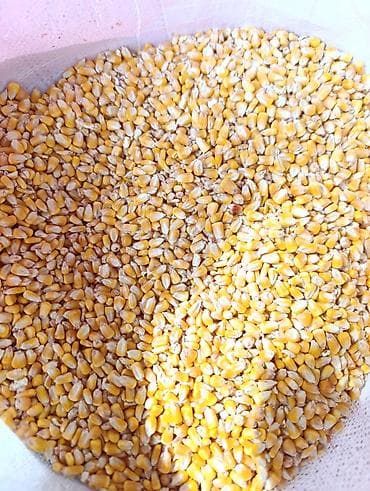 бройлер тушки: Кукуруза зерно, сухая, очищенная - Назначение: корм для — 1