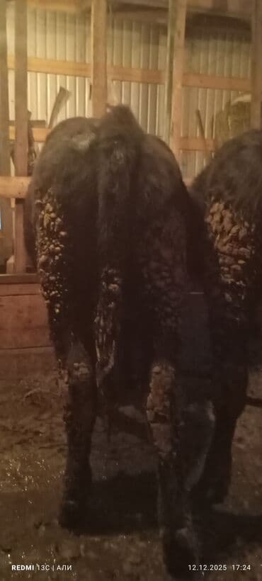 дойный коровы: Продаю | Бык (самец) | Алатауская, Швицкая, Абердин-ангус | На откорм, Для разведения | Осеменитель, Искусственник — 7