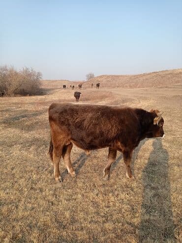 коров: Продаю | Бык (самец) | Швицкая | Для разведения, На откорм | Осеменитель — 6