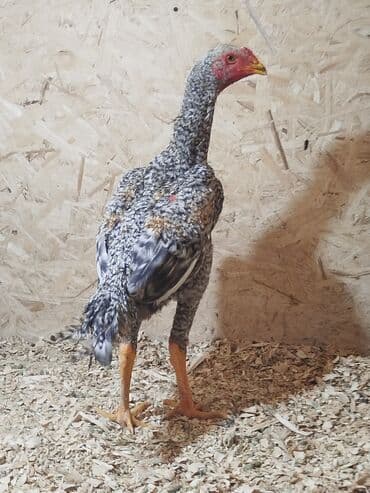 сколько стоит кошка в бишкеке: Дакан короздор сатылат алмашу жолдору бар адрес Заря Тынчтык конушу — 7