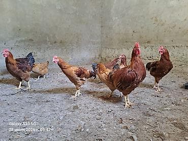 животные кошки: Продаю | Куры — 4