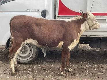 дойыный карова: Продаю | Корова (самка), Тёлка | Герефорд | На откорм, Для разведения, Для молока — 8