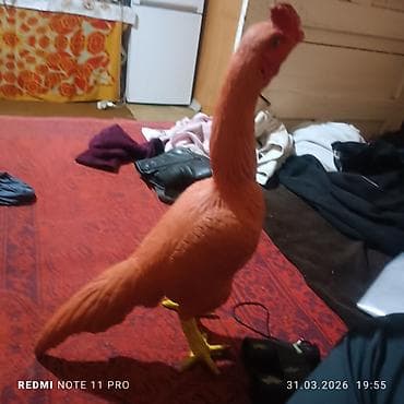 в связи с переездом отдам попугая жако в добрые руки: Продаю | Петух | Бойцовая, Дакан — 3