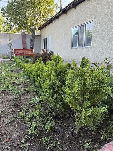 живая изгородь саженцы: Живая изгородь/саженцы вечнозелёного кустарника - Порода: плотный — 2