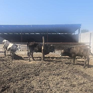 каровы и быки: Продаю | Бык (самец) | На откорм — 3