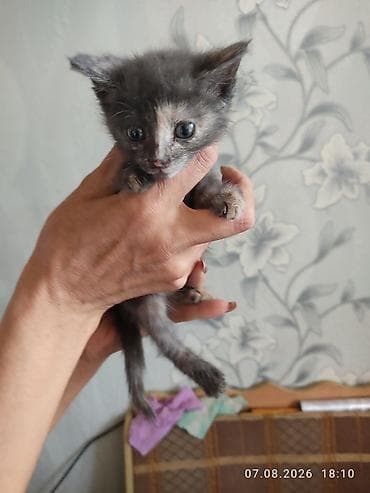 cat sofa: КОТЁНОК ДЕВОЧКА 1, 5 МЕСЯЦА. ЛАСКОВАЯ НЕЖНАЯ ИГРИВАЯ К ЛОТКУ ПРИУЧЕНА — 5