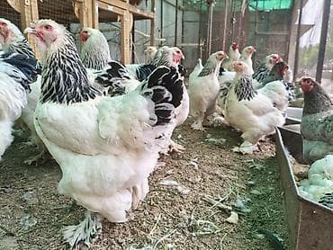 охотничий ит: Продаю | Куры | Брама | Для разведения — 2