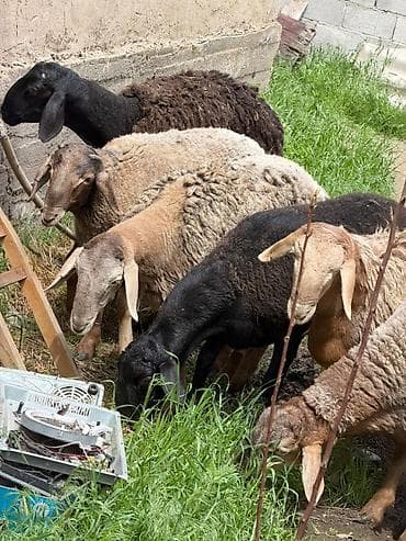 осеменитель: Продаю | Баран (самец) | На забой | Осеменитель — 3