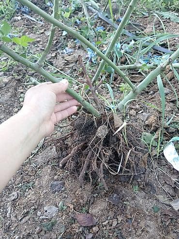 кленка для клубника: Саженцы ежевики с открытой корневой системой. - Мощная разветвленная — 3