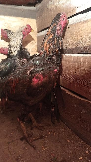 сколько стоит сфинкс цена: Продаю | Петух | Для разведения — 1