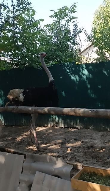 купить насекомых для корма: Страус африканский (самец), взрослый. Иму 4 года очень активный — 1