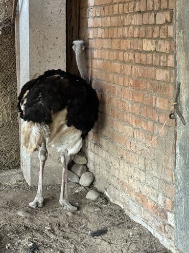 наполнители для кошек: Каракол — 2