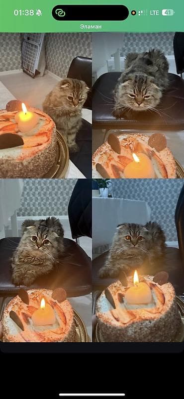 продаю котят: Вязка: Скотиш Фолд (Шотландская вислоухая), Мальчик, 2 года — 4