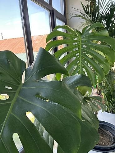 Комнатные растения: Монстера делициоза длина рост 3 метра. (Monstera deliciosa) — крупное — 3