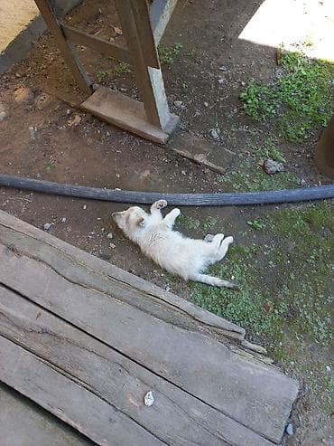 кошки коты котята: Девочка — 4