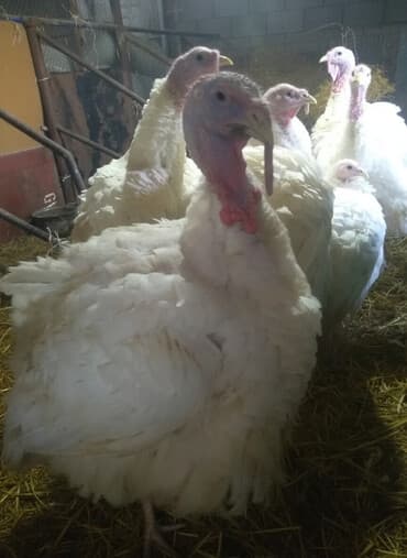 купить кошку в бишкеке: Индюки бройлеры ЖИВЫМ весом -400 сом/кг Один индюк весит около 15 — 1