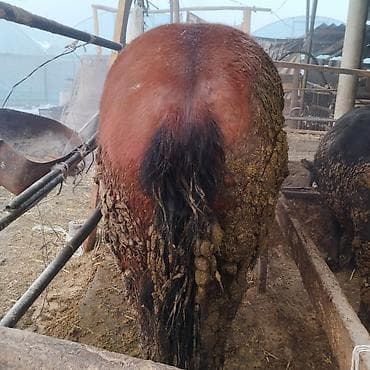 Грызуны: Продаю | Кобыла (самка) | Рабочий — 3