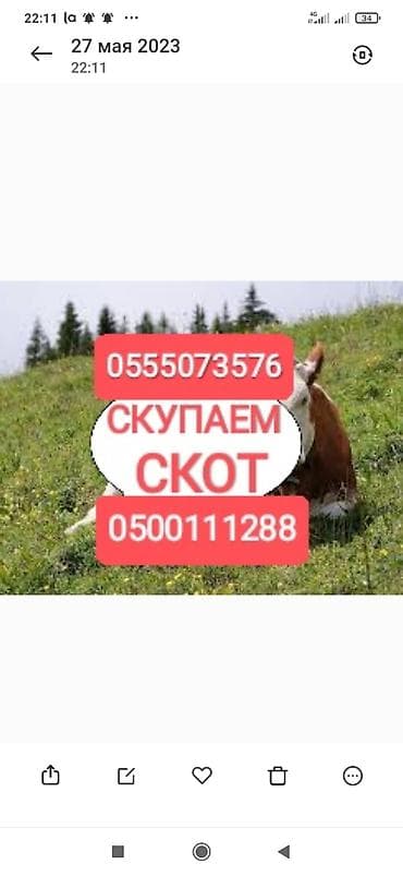 Частное лицо, Колбасный цех : Коровы, быки, Лошади, кони, Другие с/х животные, | Круглосуточно, Любое состояние, Забитый