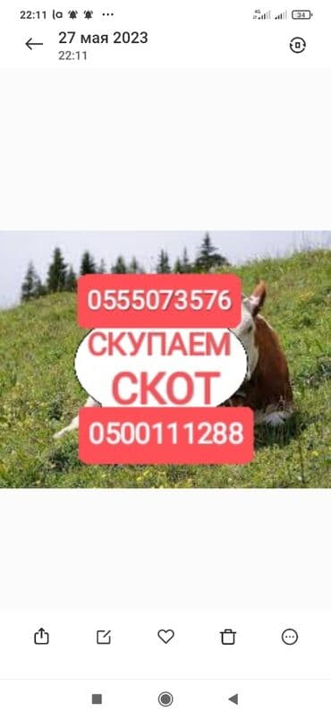 купить рабочую охотничью собаку: Куплю | Коровы, быки, Лошади, кони, Другие с/х животные | Круглосуточно, Любое состояние, Забитый — 1