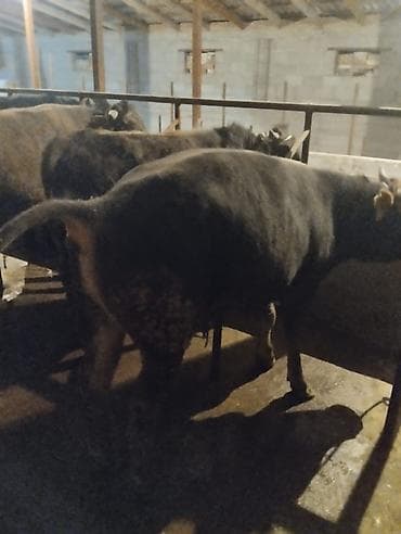 тук кара балта: Продаю | Бык (самец) | Полукровка | На откорм | Привязанные — 2