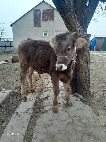 продаю бык: Продаю | Бык (самец) | Швицкая | На откорм | Привязанные — 7