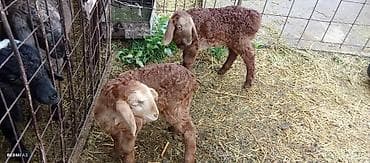 йоркширский терьер сколько стоит: Продаю | Ягненок | Для разведения — 2