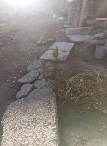 Продаю | Куры