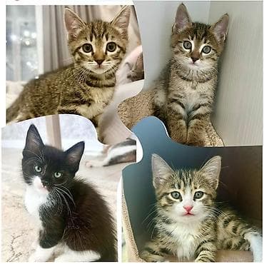 фенек цена: Домашние котята, 1,5 месяца, ищут любящие семьи. Лоток освоен, едят — 1